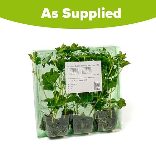 Geranium Decora Balcony Red Geranium Decora Balcony Red