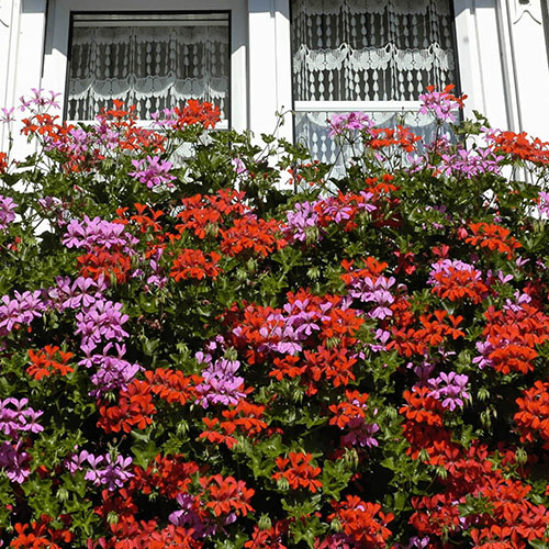 Trailing Balcony Geranium Decora Collection