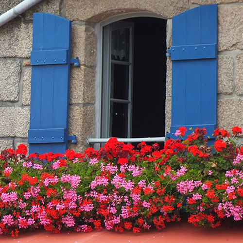 Trailing Balcony Geranium Decora Collection Trailing Balcony Geranium Decora Collection