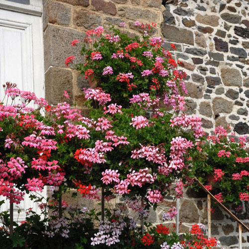 Trailing Balcony Geranium Decora Collection Trailing Balcony Geranium Decora Collection
