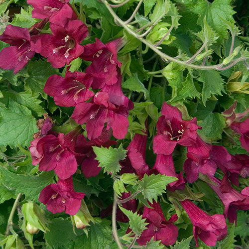 Lofos Wine Red Lofos Wine Red