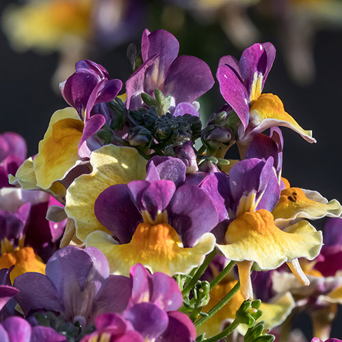 Nemesia Rhubarb and Custard Nemesia Rhubarb and Custard