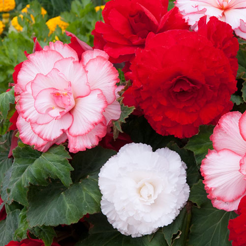 Begonia Majestic Romance Mix Begonia Majestic Romance Mix