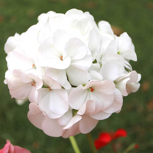 Geranium Parade Geranium Parade