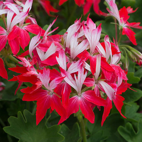 Geranium Summer Twist Red White Geranium Summer Twist Red White