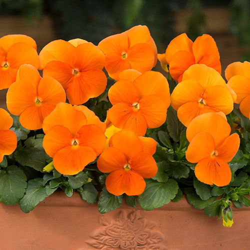 Viola Pumpkin Mix Viola Pumpkin Mix