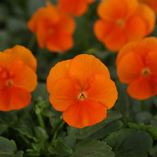 Viola Pumpkin Mix Viola Pumpkin Mix