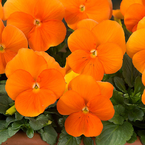 Viola Pumpkin Mix Viola Pumpkin Mix