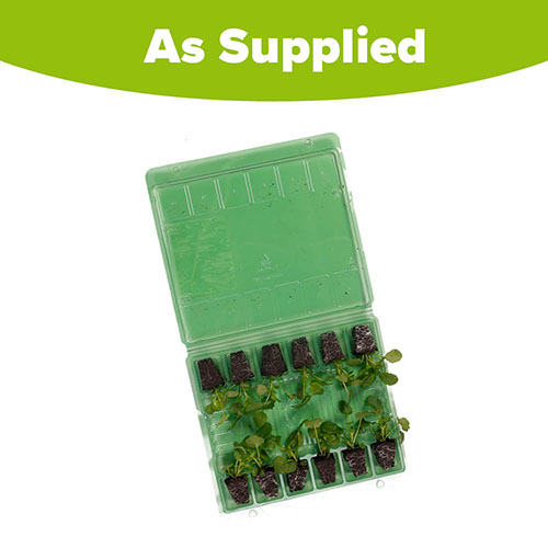 Viola Pumpkin Mix Viola Pumpkin Mix