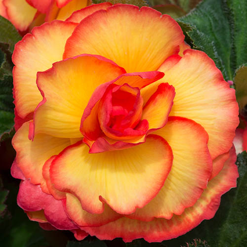 Begonia On Top Sun Glow Plugs Begonia On Top Sun Glow Plugs