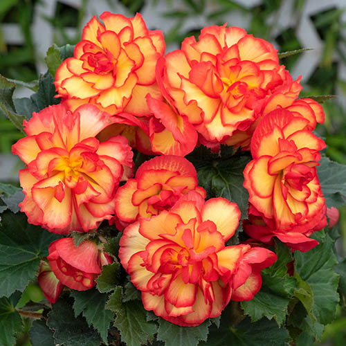 Begonia On Top Sun Glow Plugs Begonia On Top Sun Glow Plugs