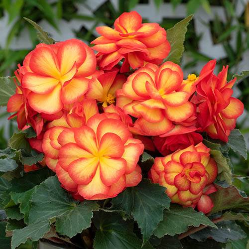 Begonia On Top Sun Glow Plugs Begonia On Top Sun Glow Plugs