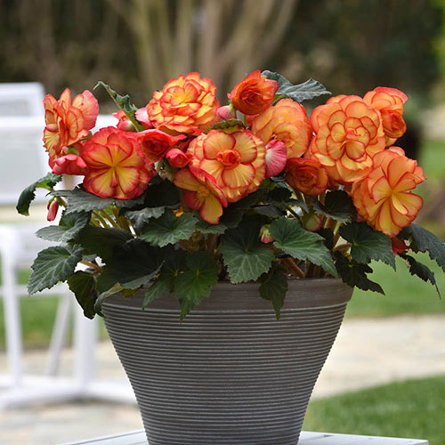 Begonia On Top Sun Glow Begonia On Top Sun Glow