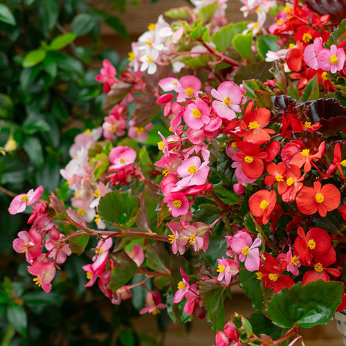 Begonia semperflorens Hula Mixed Begonia semperflorens Hula Mixed