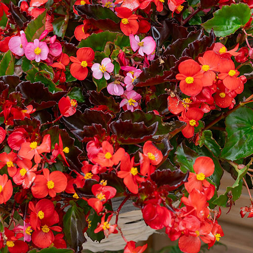 Begonia semperflorens Hula Mixed Begonia semperflorens Hula Mixed