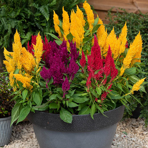 Celosia First Flame Mixed