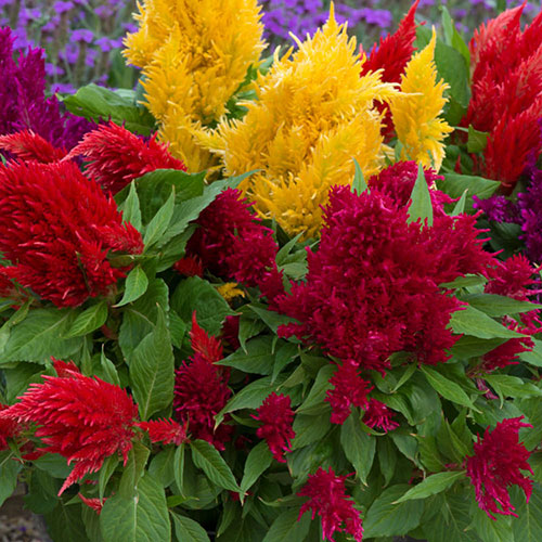 Celosia First Flame Mixed Celosia First Flame Mixed