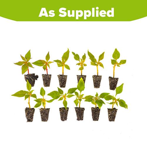 Celosia First Flame Mixed Celosia First Flame Mixed