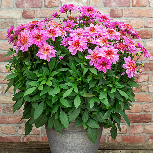 Dahlia Starburst Pink Plugs Dahlia Starburst Pink Plugs