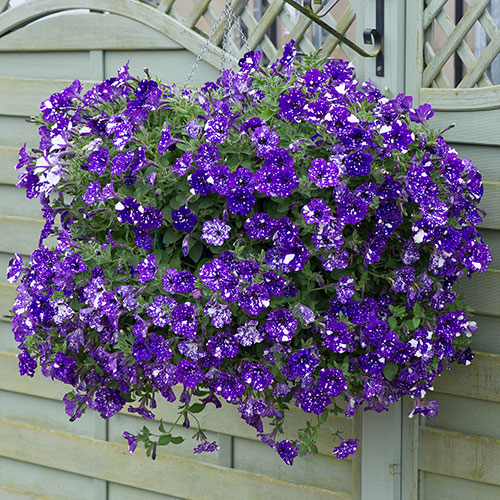 Petunia Night Sky Petunia Night Sky