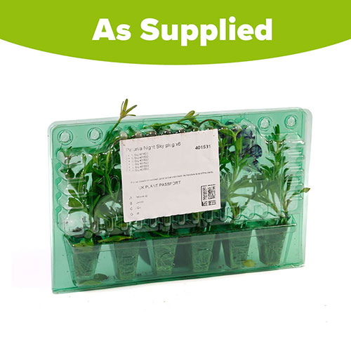 Petunia Night Sky Petunia Night Sky