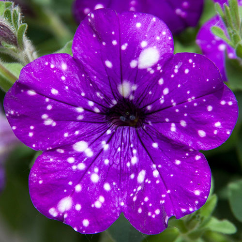 Petunia Night Sky Petunia Night Sky