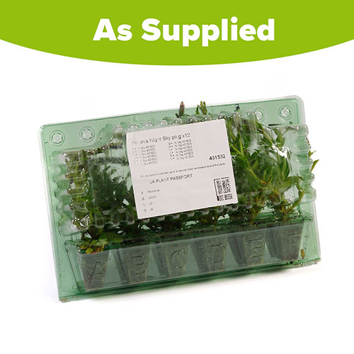 Petunia Night Sky Petunia Night Sky