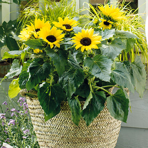 Sunflower Sunsation Yellow Sunflower Sunsation Yellow