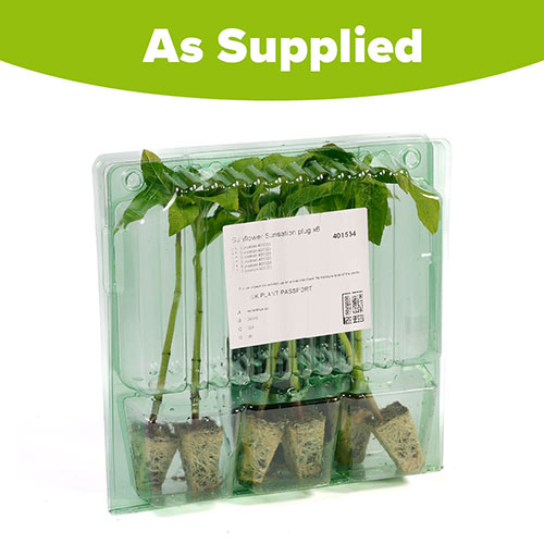 Sunflower Sunsation Yellow Sunflower Sunsation Yellow