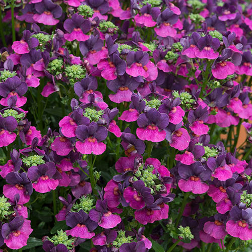 Nemesia Ladies Collection Nemesia Ladies Collection