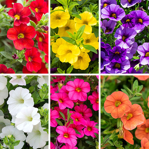 Calibrachoa Million Bells Collection Calibrachoa Million Bells Collection