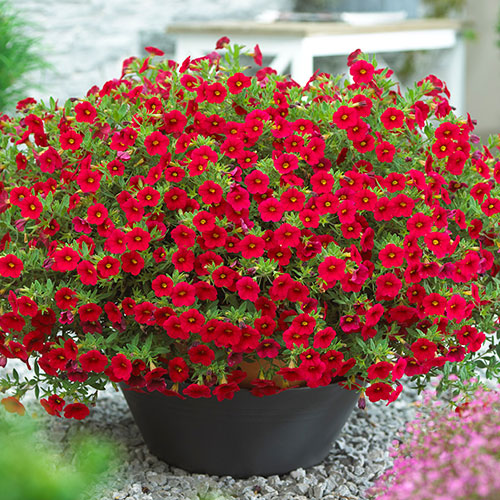 Calibrachoa Million Bells Collection Calibrachoa Million Bells Collection