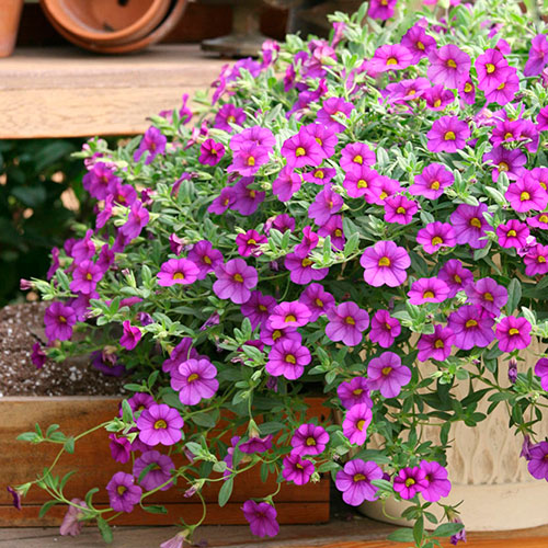 Calibrachoa Million Bells Collection Calibrachoa Million Bells Collection