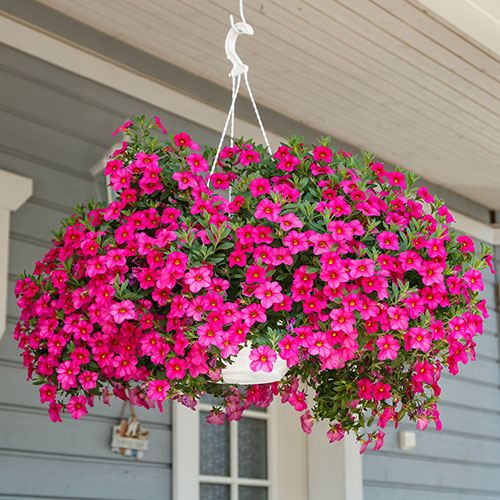 Calibrachoa Million Bells Collection Calibrachoa Million Bells Collection