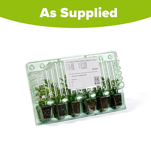 Calibrachoa Million Bells Collection Calibrachoa Million Bells Collection