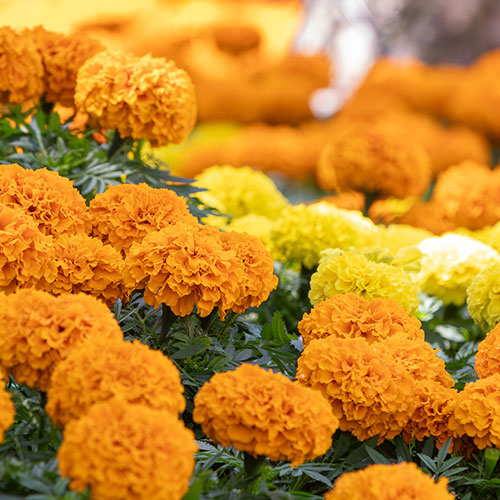 Marigold African Sun Mix Marigold African Sun Mix