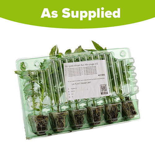 Marigold African Sun Mix Marigold African Sun Mix