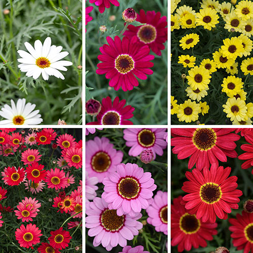 Marguerite Grandaisy Collection