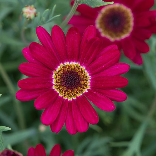 Marguerite Grandaisy Collection Marguerite Grandaisy Collection