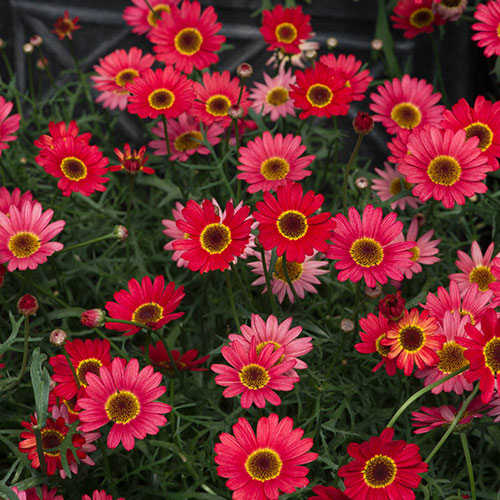 Marguerite Grandaisy Collection Marguerite Grandaisy Collection