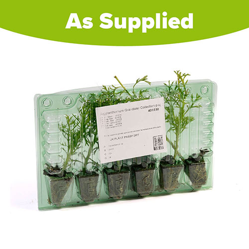 Marguerite Grandaisy Collection Marguerite Grandaisy Collection