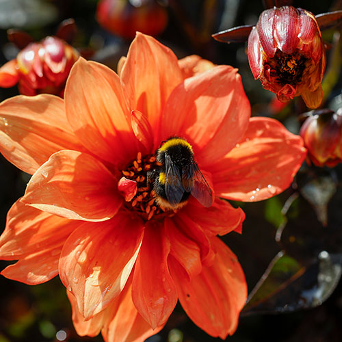 Dahlia Gardenetta Collection Dahlia Gardenetta Collection