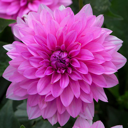 Dahlia Gardenetta Collection Dahlia Gardenetta Collection