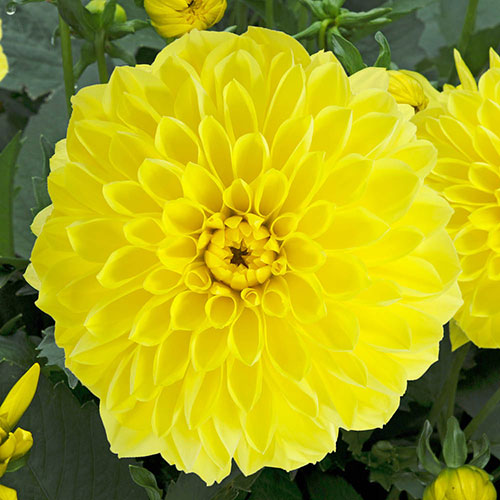 Dahlia Gardenetta Collection Dahlia Gardenetta Collection