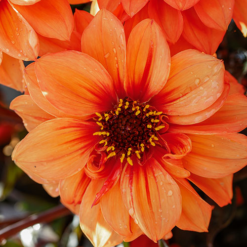 Dahlia Gardenetta Collection Dahlia Gardenetta Collection