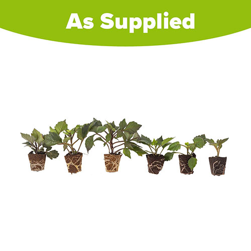 Dahlia Gardenetta Collection Dahlia Gardenetta Collection