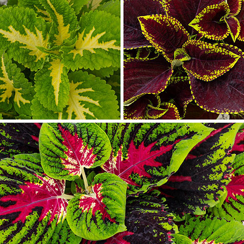 Coleus Kong Collection Coleus Kong Collection