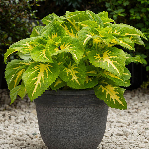 Coleus Kong Collection Coleus Kong Collection