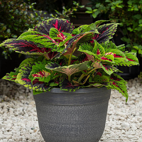 Coleus Kong Collection Coleus Kong Collection
