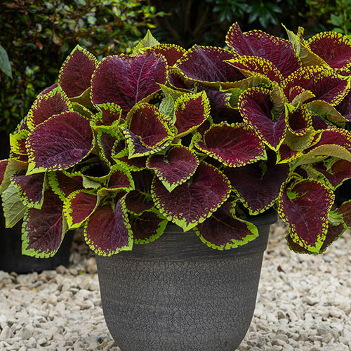 Coleus Kong Collection Coleus Kong Collection